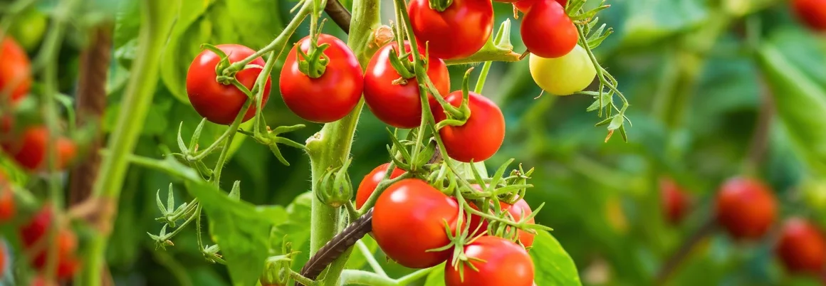 Reife Tomaten an der Pflanze
